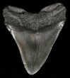 Fossil Megalodon Tooth #57172-2